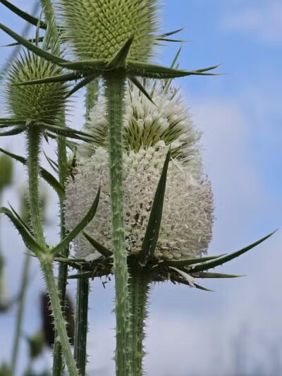 Olentangy Trail - Columbus, OH