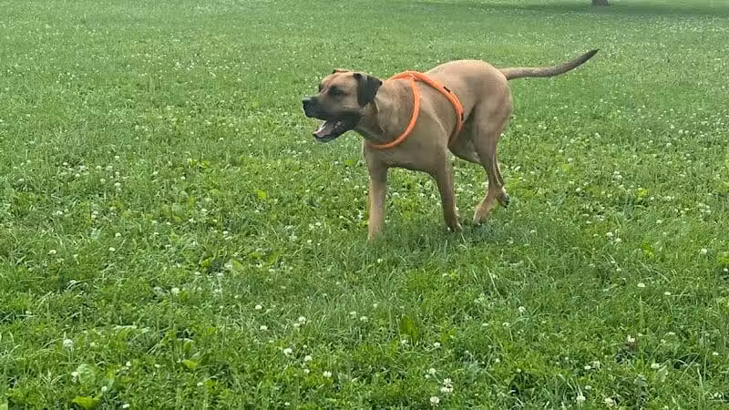 Olentangy Trail - Columbus, OH