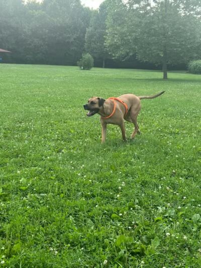Olentangy Trail - Columbus, OH