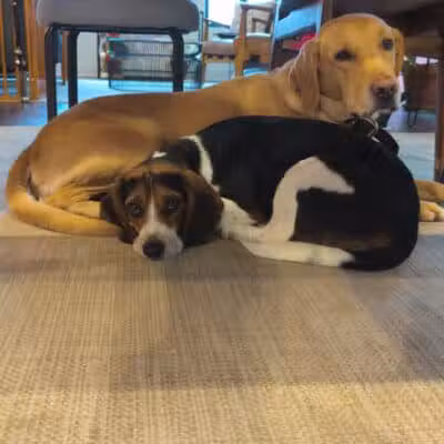 Park Your Paws - Columbus, OH