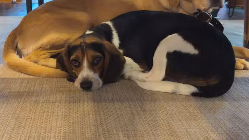 Park Your Paws - Columbus, OH