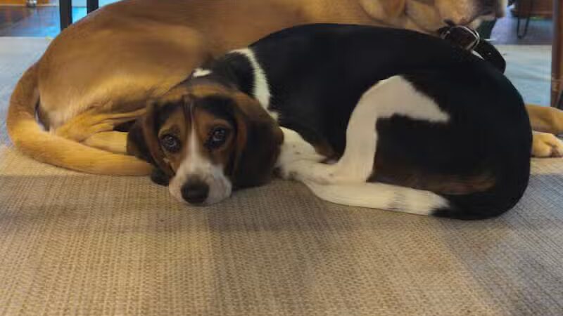 Park Your Paws - Columbus, OH