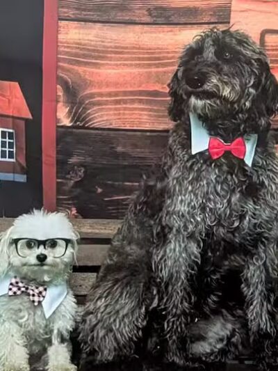 Park Your Paws - Columbus, OH