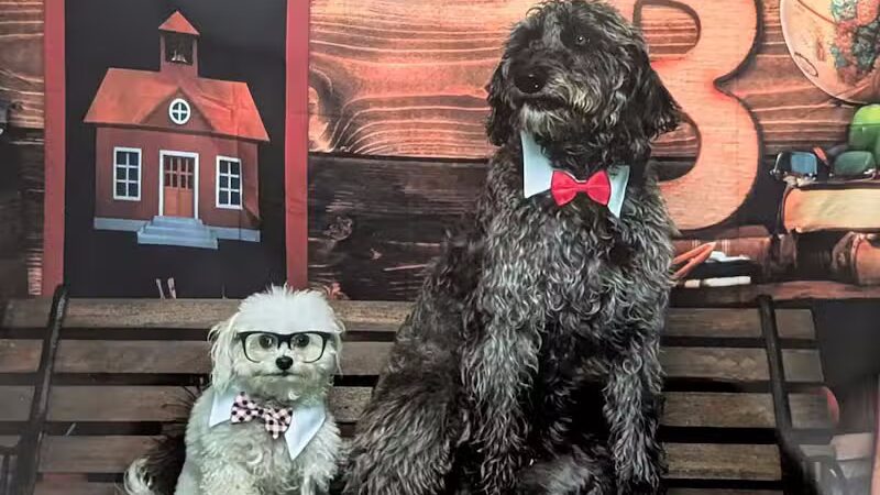 Park Your Paws - Columbus, OH