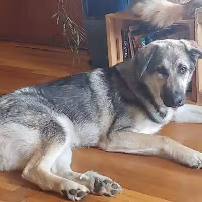 Park Your Paws - Columbus, OH