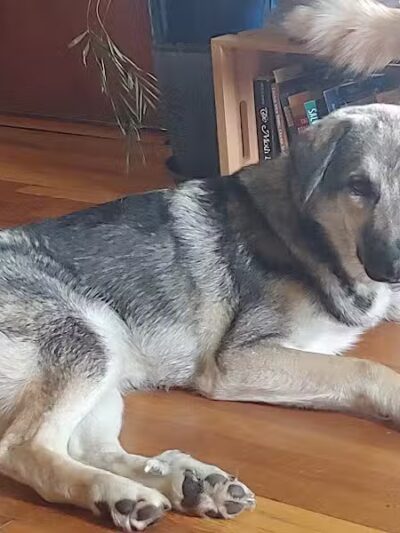 Park Your Paws - Columbus, OH