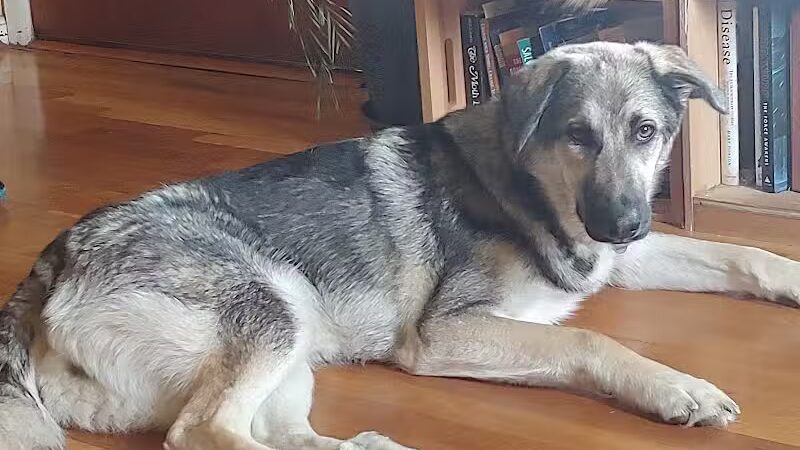 Park Your Paws - Columbus, OH