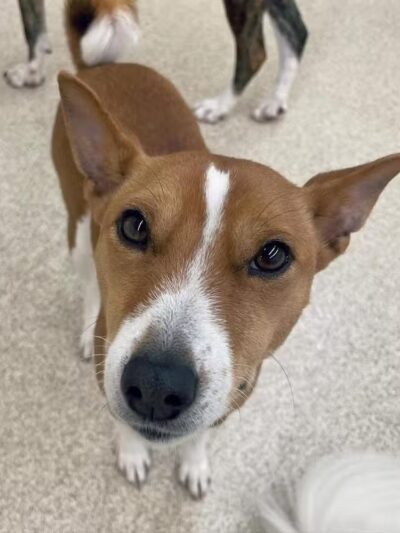 Park Your Paws - Columbus, OH