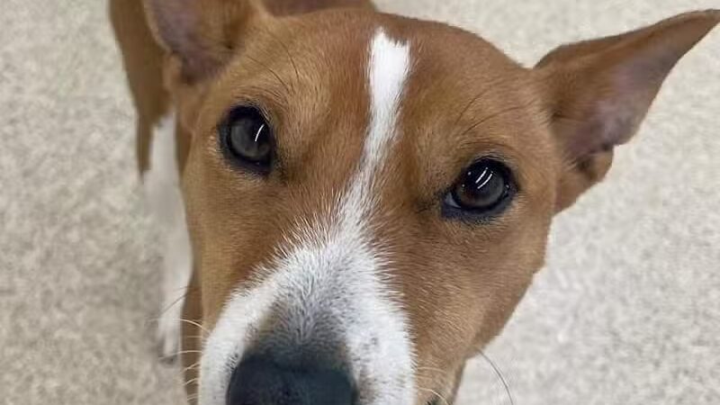 Park Your Paws - Columbus, OH