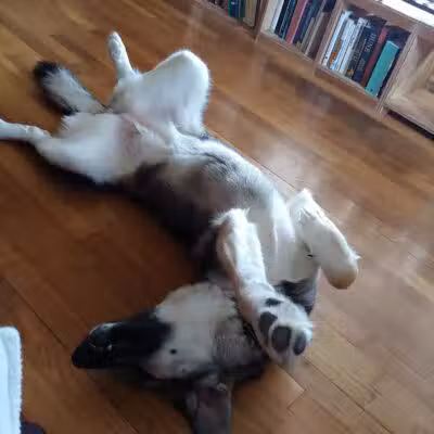 Park Your Paws - Columbus, OH