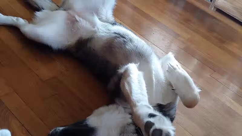 Park Your Paws - Columbus, OH