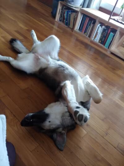 Park Your Paws - Columbus, OH