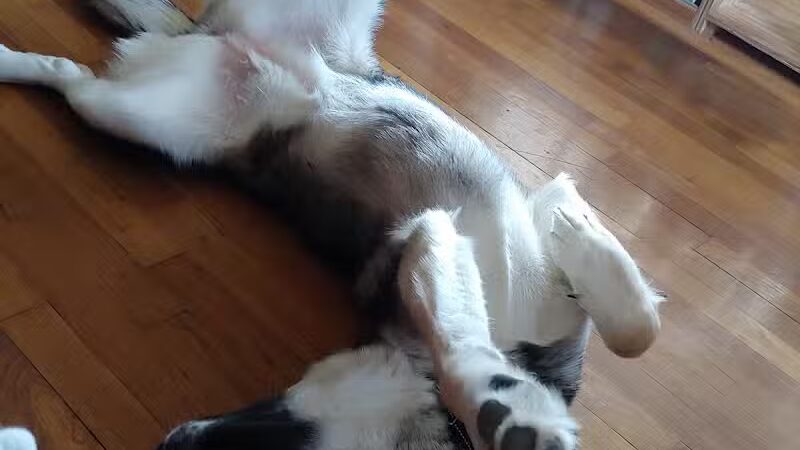 Park Your Paws - Columbus, OH