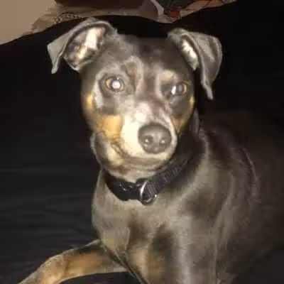 Park Your Paws - Columbus, OH