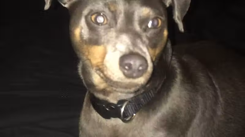 Park Your Paws - Columbus, OH