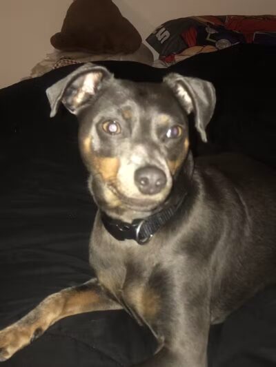 Park Your Paws - Columbus, OH