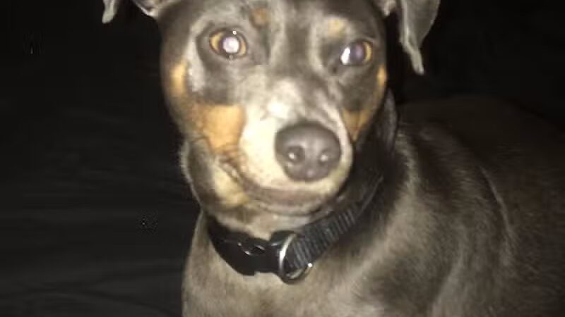 Park Your Paws - Columbus, OH