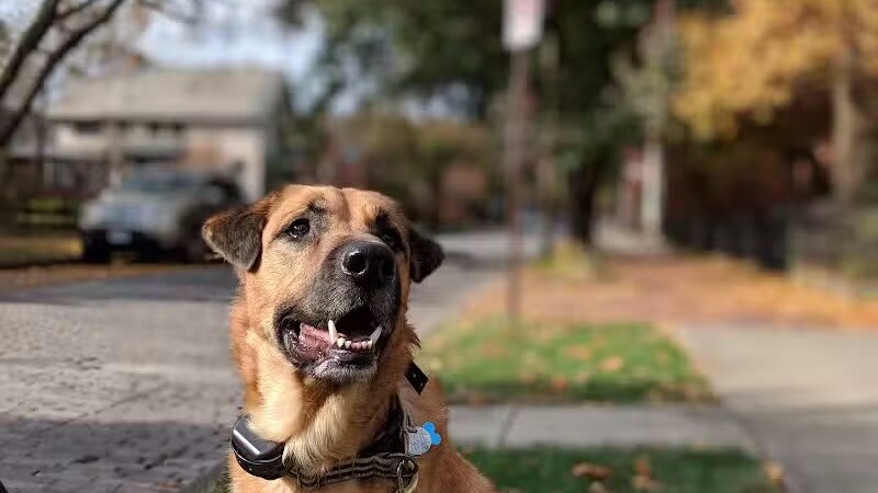 Park Your Paws - Columbus, OH