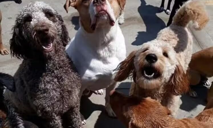 Park Your Paws - Columbus, OH