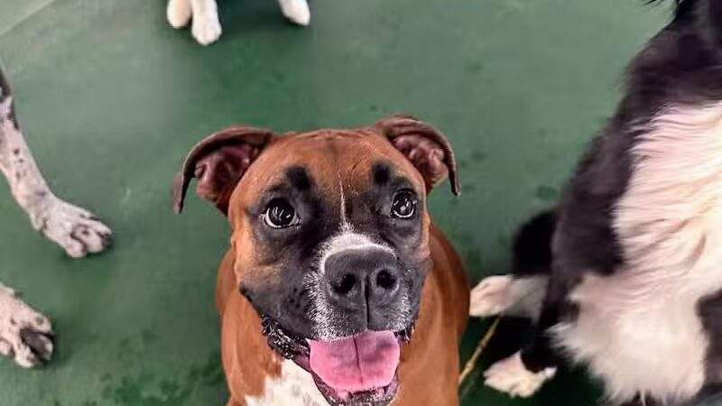 Park Your Paws - Columbus, OH