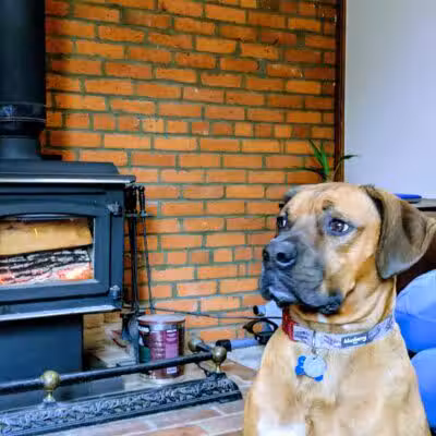 Park Your Paws - Columbus, OH