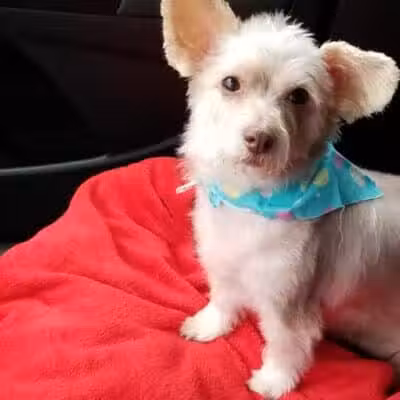 Park Your Paws - Columbus, OH