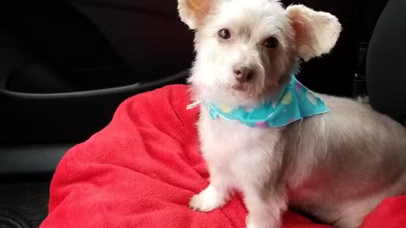 Park Your Paws - Columbus, OH