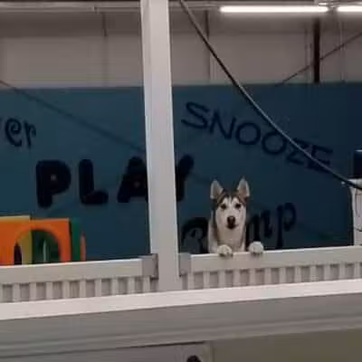 Park Your Paws - Columbus, OH