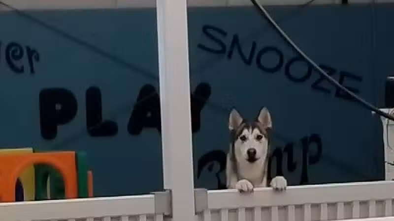 Park Your Paws - Columbus, OH