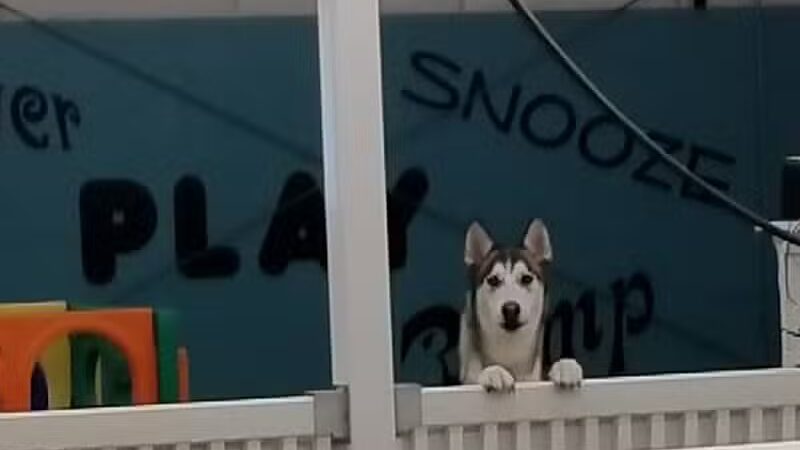 Park Your Paws - Columbus, OH