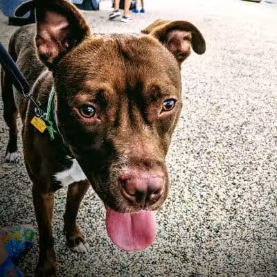 Scioto Audubon Dog Park - Columbus, OH