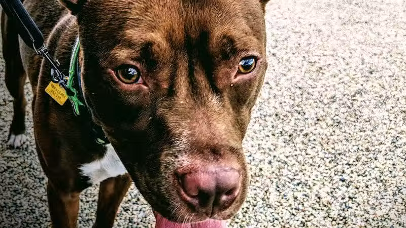 Scioto Audubon Dog Park - Columbus, OH