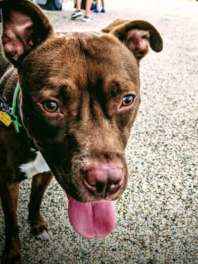 Scioto Audubon Dog Park - Columbus, OH