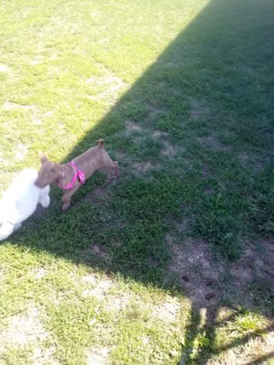 Scioto Audubon Dog Park - Columbus, OH