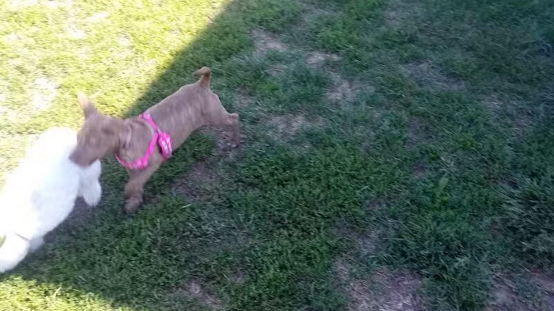 Scioto Audubon Dog Park - Columbus, OH