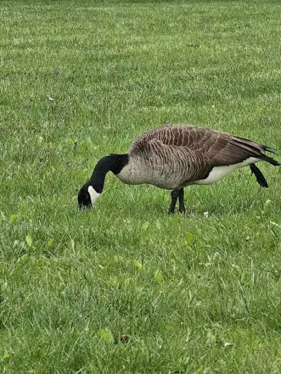 Scioto Audubon Dog Park - Columbus, OH