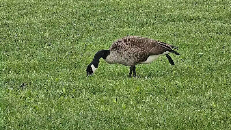 Scioto Audubon Dog Park - Columbus, OH