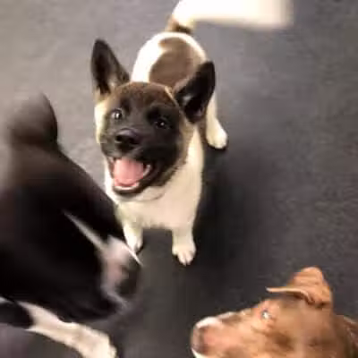 Stay Spot Dogs Columbus Ohio - Columbus, OH