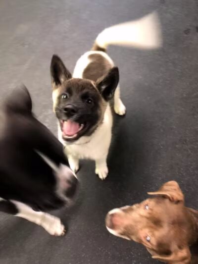 Stay Spot Dogs Columbus Ohio - Columbus, OH