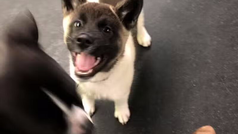 Stay Spot Dogs Columbus Ohio - Columbus, OH