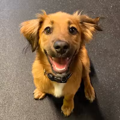 Stay Spot Dogs Columbus Ohio - Columbus, OH