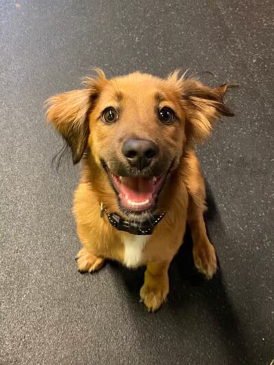 Stay Spot Dogs Columbus Ohio - Columbus, OH