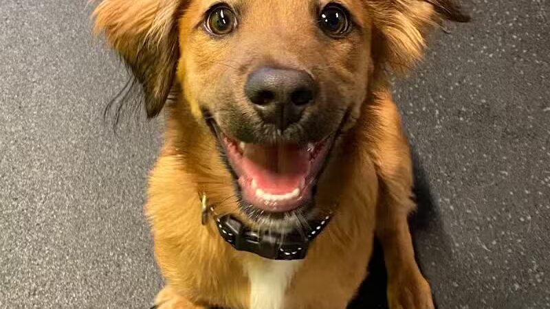 Stay Spot Dogs Columbus Ohio - Columbus, OH