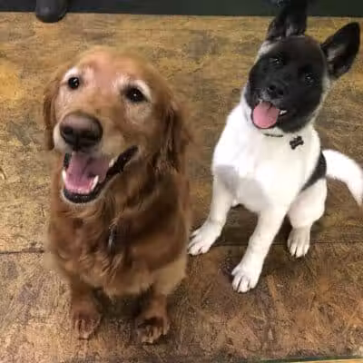 Stay Spot Dogs Columbus Ohio - Columbus, OH