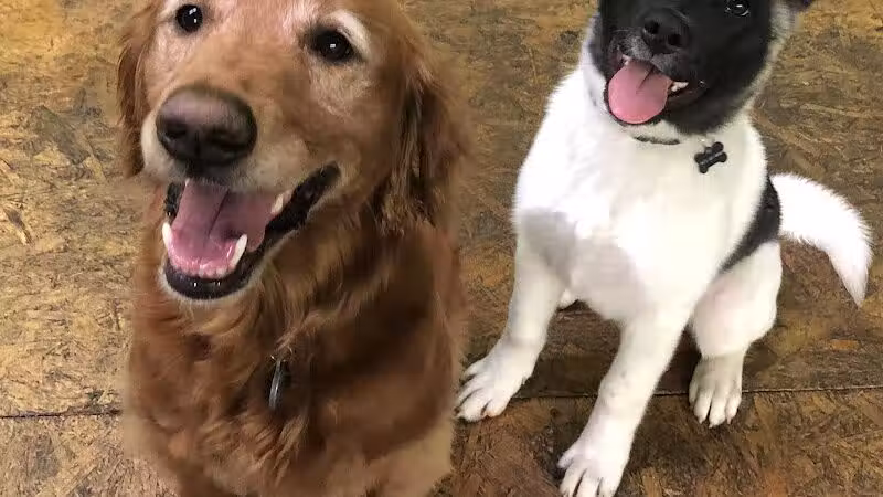 Stay Spot Dogs Columbus Ohio - Columbus, OH