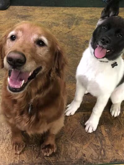 Stay Spot Dogs Columbus Ohio - Columbus, OH