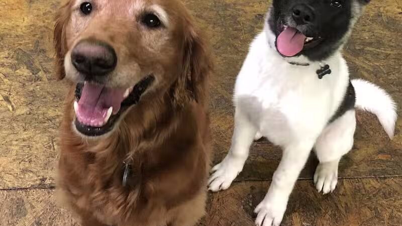 Stay Spot Dogs Columbus Ohio - Columbus, OH