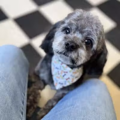 Stay Spot Dogs Columbus Ohio - Columbus, OH