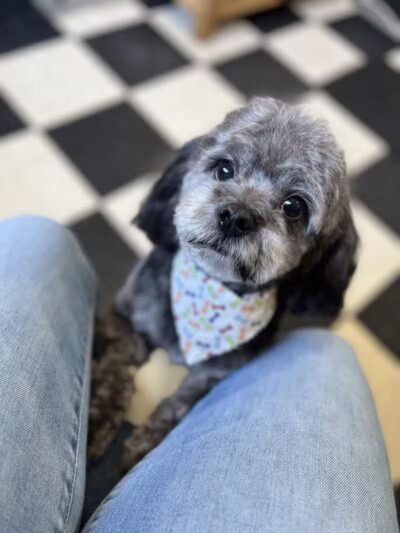 Stay Spot Dogs Columbus Ohio - Columbus, OH