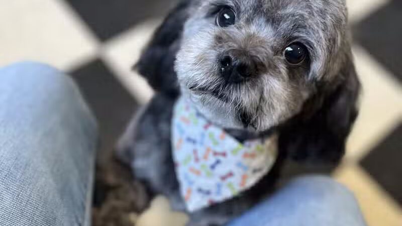 Stay Spot Dogs Columbus Ohio - Columbus, OH